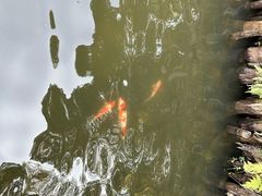 -深圳仙湖植物园