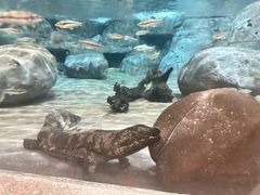 -上海海洋水族馆