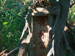 -西双版纳原始森林公园