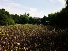 -莲池书院博物馆