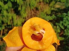 -绵阳盛世樱花悠乐谷