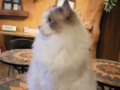 -猫猫幼稚园·撸猫·桌游·电玩