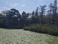 -荔湾湖公园