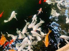 -南宫五洲植物乐园