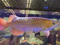 -新辉港式茶餐厅(北栅店)