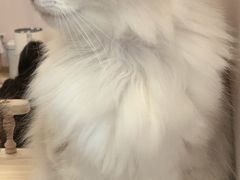 -猫咪派对(江南西店)