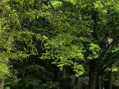 -崂山巨峰游览区