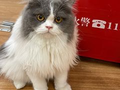 -COLOR PETS 撸猫馆·购猫·猫咖(长风大悦城店)