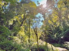 -云南屏边大围山国家公园