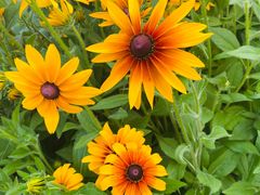 -南京外国语学校(仙林分校西区)