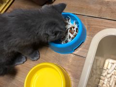 -东方名猫馆·英短金渐层布偶猫舍(环线广场1号楼店)