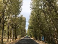 -金塔沙漠胡杨林景区