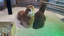 -Zoolung Zoolung动物主题公园(海信广场店)