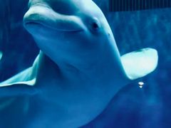 -芜湖新华联大白鲸海洋公园