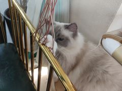 -喵喵咪呀布偶猫咖(春熙路店)