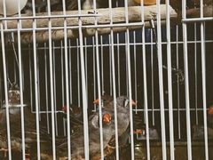 -桂林市花鸟市场