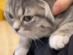 -有喵·猫咖·狗咖·30几只猫10只小狗(岗厦店)