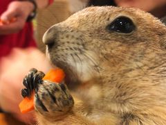 -藦茜花园宠物主题亲子互动体验馆(国顺东路店)