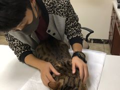 -美联众合动物医院·24h转诊中心