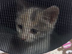 -瑞派福兴宠物医院犬猫全科·骨科·中西医结合(河东店)