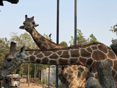 -清迈夜间动物园