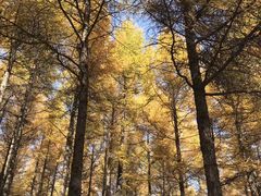 -塞罕坝国家级自然保护区