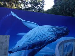 -悉尼海洋生物水族馆
