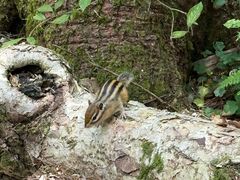 -五营红松林海景区