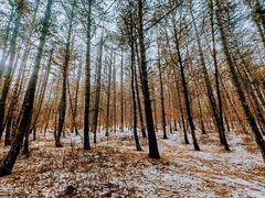 -帽儿山国家森林公园