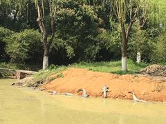 -中国扬子鳄村