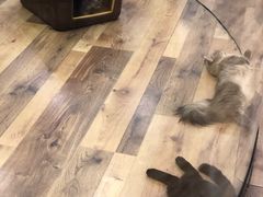 -袖虎·猫馆(体育西路店)