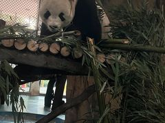 -成都动物园