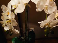 -Dragonfly悠庭·按摩Spa(新乐路店)