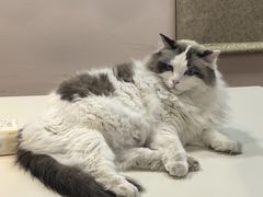 -白兔子密室(长寿路店)