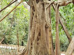 -中国科学院西双版纳热带植物园