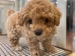 -萌宠之家·腊肠犬·马尔泰·小体犬舍