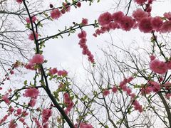 -西清公园