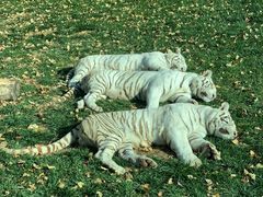 -北京野生动物园