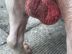 -北京赛佳动物医院