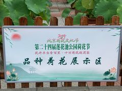 -莲花池公园