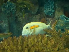 -上海海洋水族馆