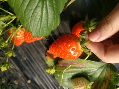 -恒绿农产品草莓采摘园