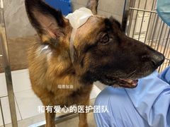 -北京派仕佳德动物医院·超导核磁·CT·神经科·骨科·内外科·急重症管理中心