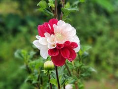 -西双版纳原始森林公园