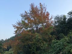银杏树-峙山公园