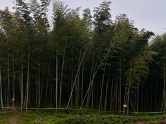 -宜兴龙背山森林公园