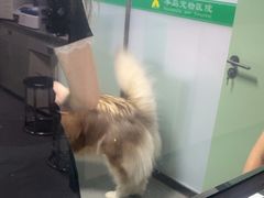 -半岛宠物医院24小时(科华中路店)