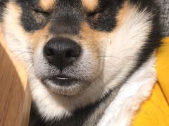-南京Hallo宠物乐园·哈罗犬舍·柴犬繁育基地