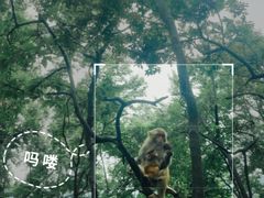-黔灵山公园