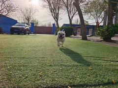 -宠物寄养训练学校